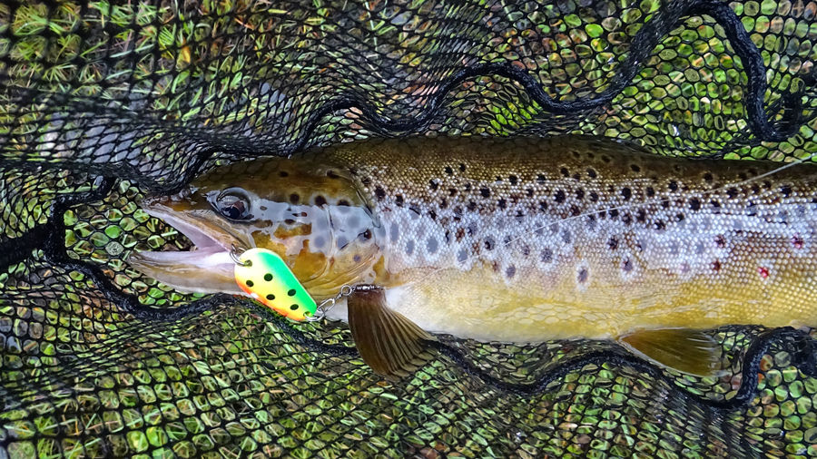 Juletrepynt på fisketur